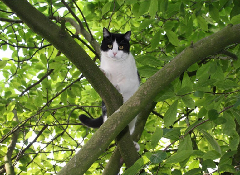 Perry Tree Service Cat Rescue