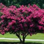 Crepe Myrtle Perry Tree Service