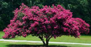 Crepe Myrtle Perry Tree Service