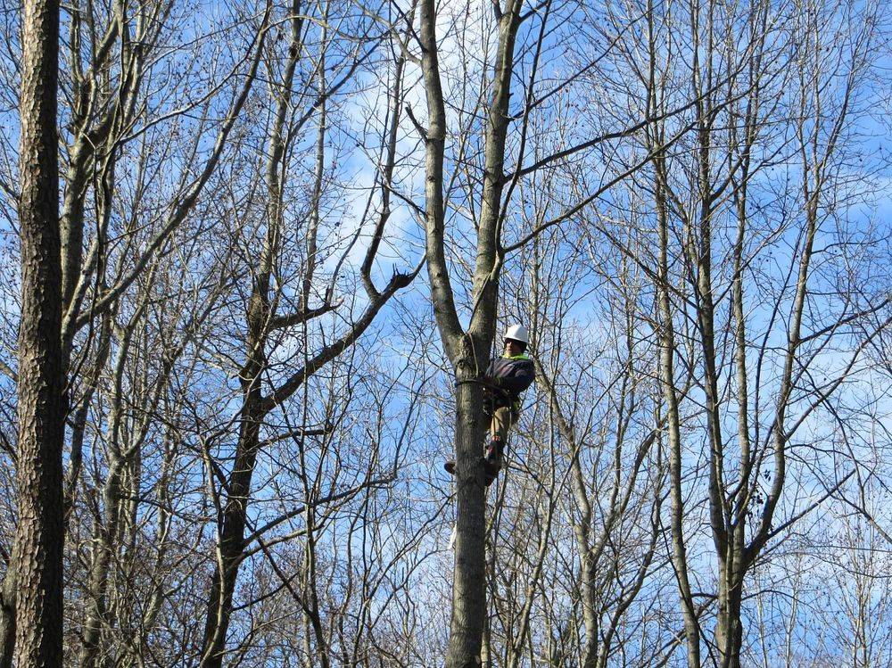 Mark Sylvester Perry Tree Service