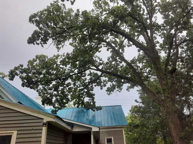 Perry Tree White Oak Tree Hazardous Tree Removal