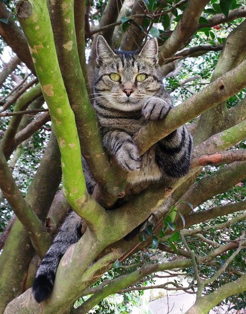 Perry Tree Service Cat Rescue