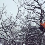 Perry Tree Service Winter Tree Trimming