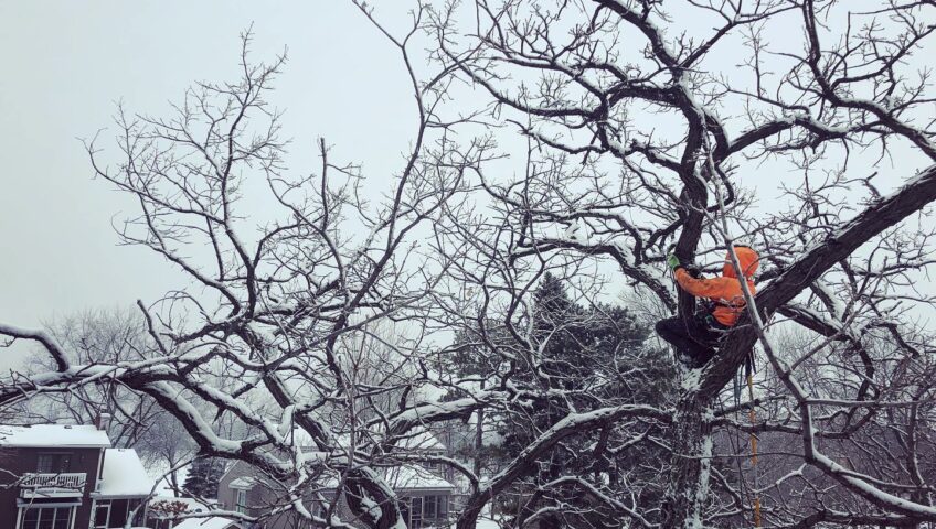 Perry Tree Service Winter Tree Trimming