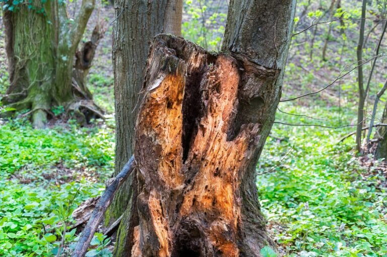 Perry Tree Service Tree Rot