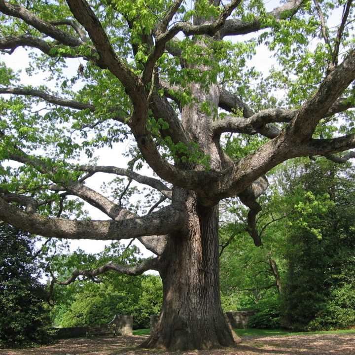 Perry Tree White Oak Tree